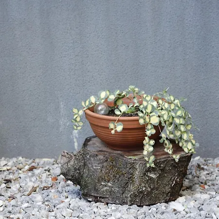 Appartement Charming Terrace